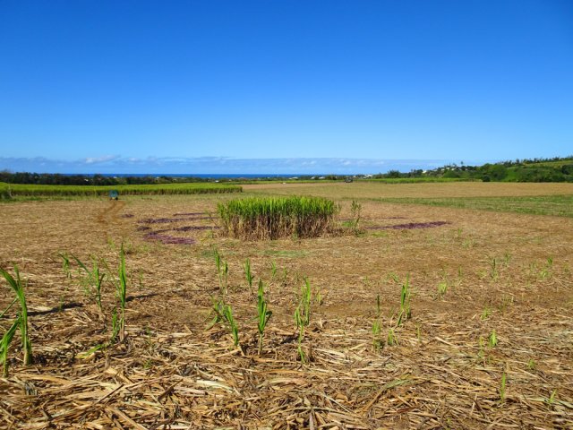 Arrivée dans les vastes champs de canne entourant Libéria et le Refuge