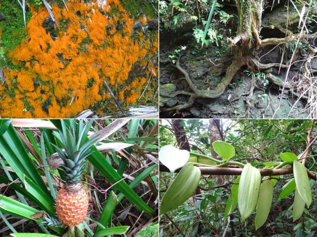 Mousses, racines, vanille et même ananas sauvages