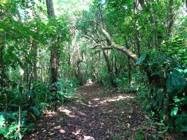 La forêt de Bon Accueil est une merveille pour les amateurs de beaux arbres