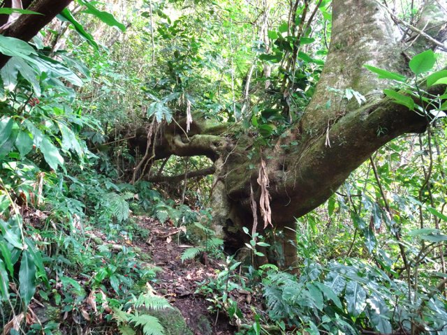 A tout moment la forêt offre un de ses plus beaux spécimens