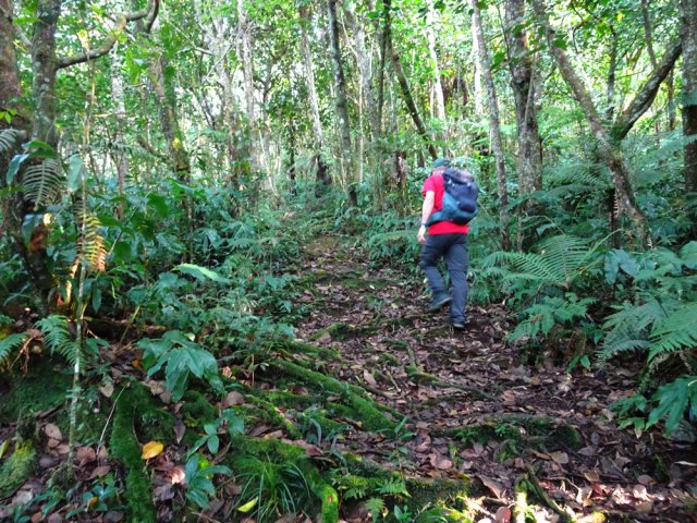 Beaucoup de racines sur le trajet mais peu de boue
