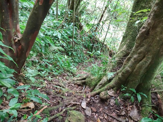 Un sentier pour amateurs de grands arbres
