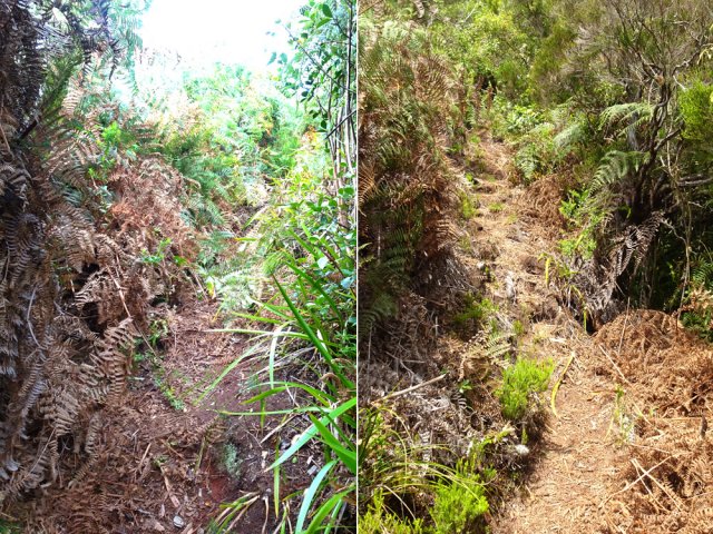 En fin de montée, beaucoup de fougères qui ferment plus rapidement le sentier