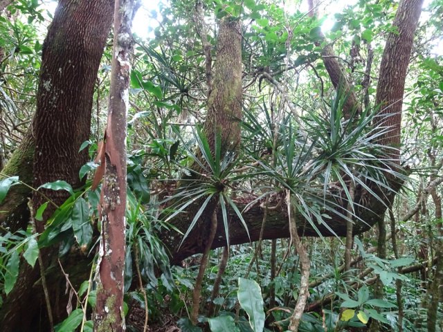 Une dizaine de bois de remparts justifient à eux seuls la sortie