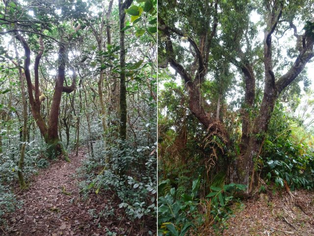 A l'abri des cyclones, les arbres atteignent de belles hauteurs