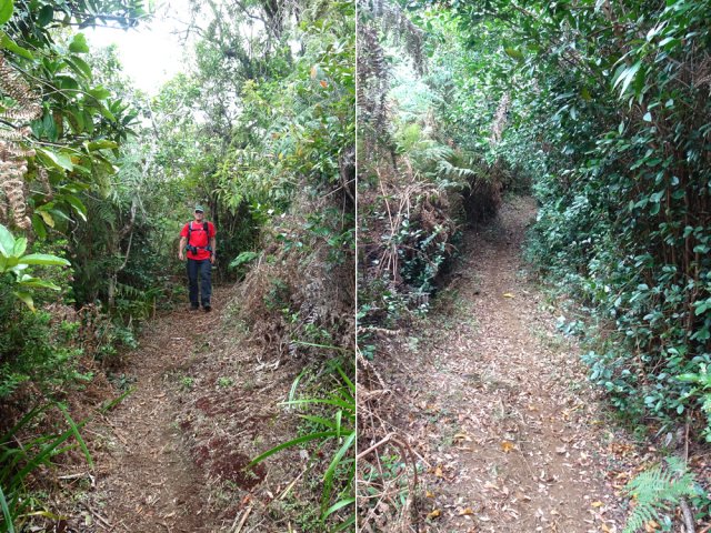 La fin de la descente s'effectue dans les goyaviers