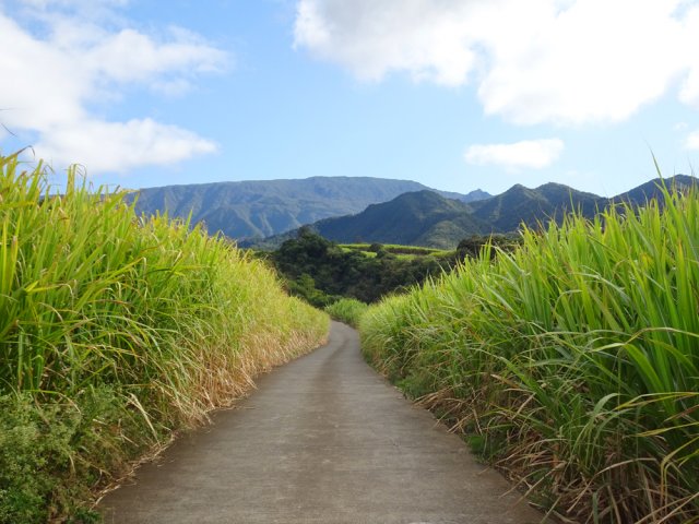 Mais tout aussi beaux paysages à travers la canne