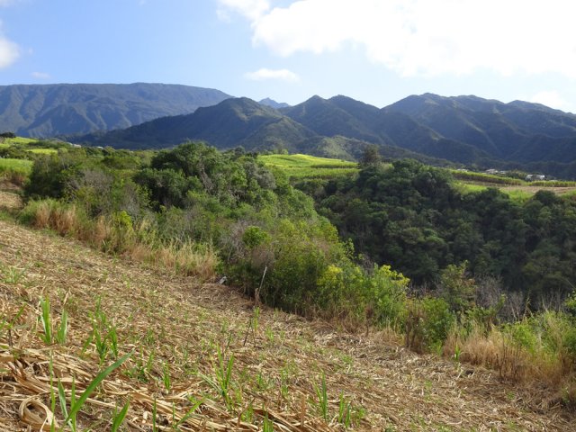 La magnifique Chaîne du Bois de Nèfles depuis le Chemin des Platanes