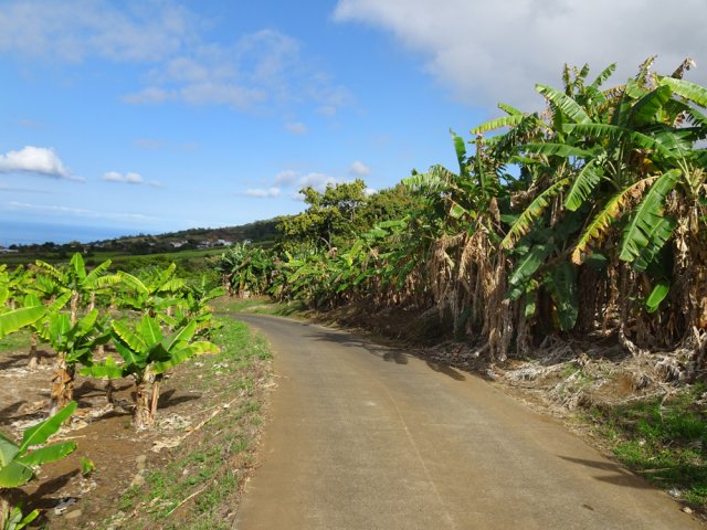 Bananeraies et cultures proches des habitations de Bon Accueil