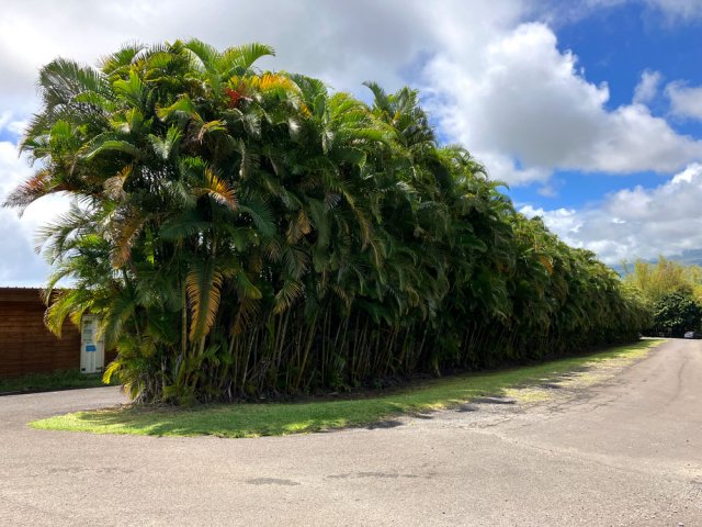 La haute haie de palmiers multipliants signant la fin de la boucle