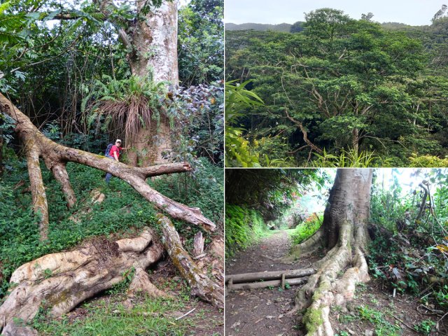 Ralentir dans la descente et apprécier les arbres énormes en bordure de sentier