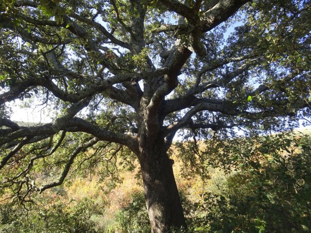Ce chêne esseulé a dû trouver une source souterraine pour atteindre cette taille
