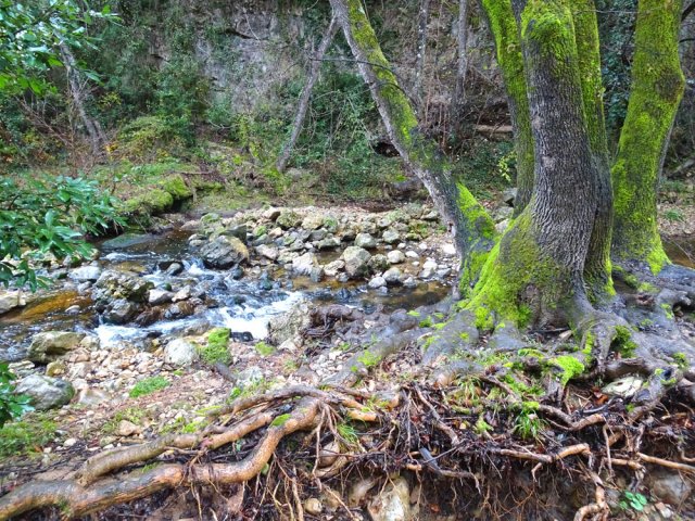 Les crues mettent à nu les racines