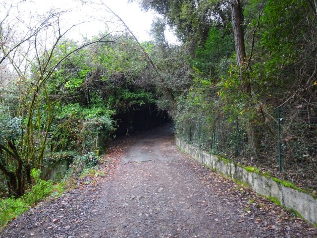 Tunnel végétal avant de parvenir au cimetière