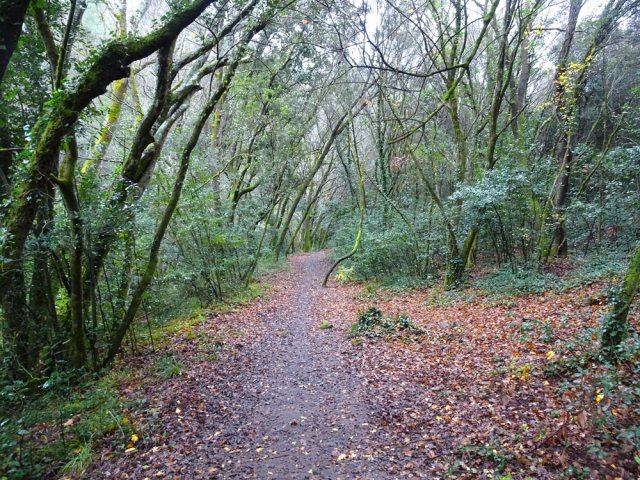 Proche des habitations mais toujours de beaux arbres
