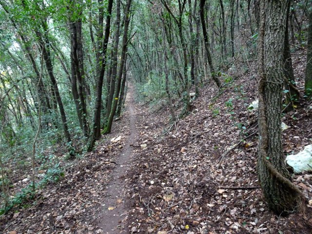La fin de la descente s'effectue dans un bois touffu