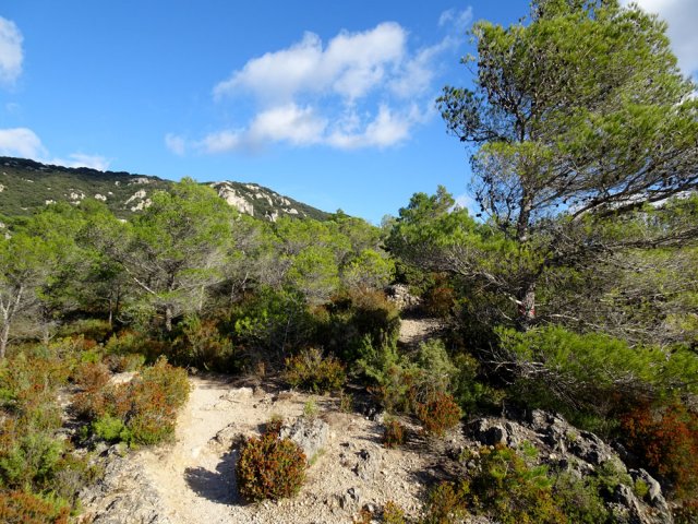Le sentier remonte entre pins, bruyères et garrigues