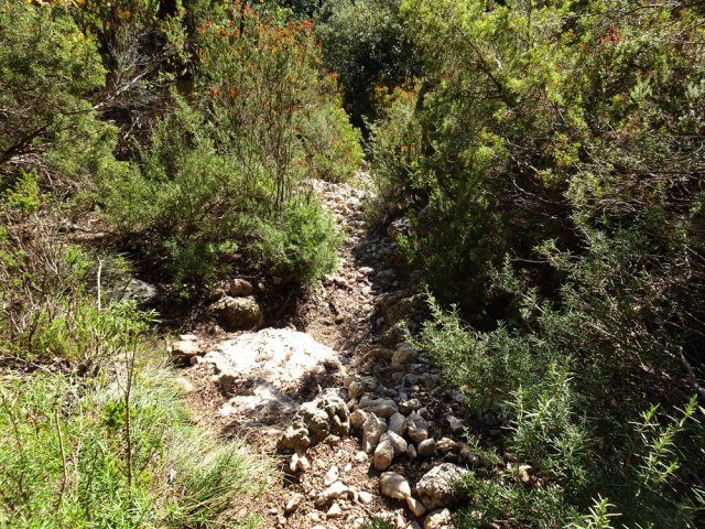 Le sentier descend assez fortement en direction d'un petit affluent de la Dourbie
