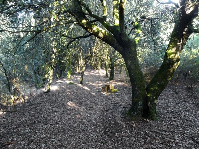 Le sentier suivant pénètre dans une jolie forêt de chênes