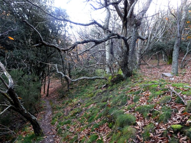 Plus bas, ce sont les châtaigniers qui bordent la trace