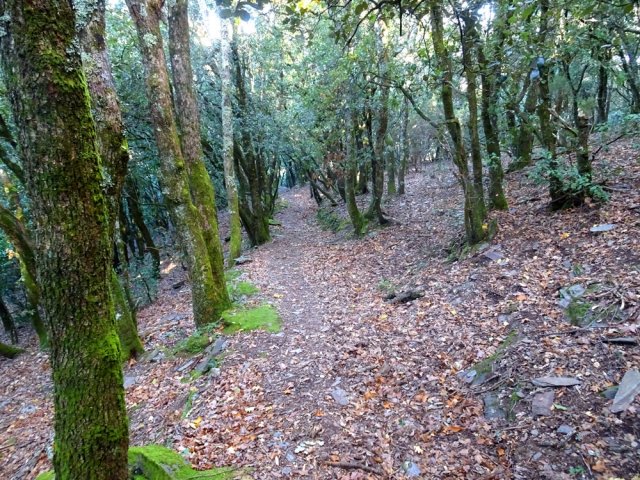 Nouvelle forêt de chênes, très propre malgré le labour des sangliers