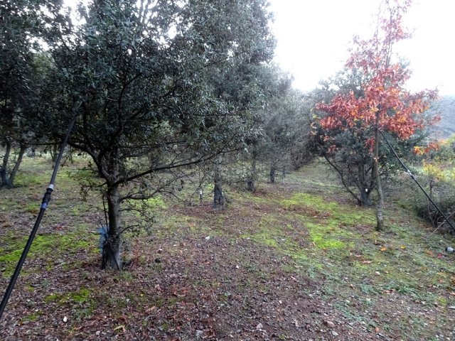 Une des nombreuses truffières de la région