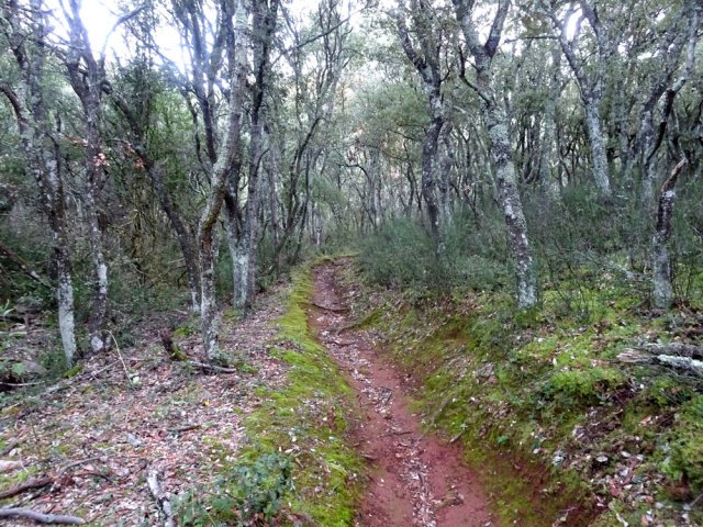 Montée facile sous les futaies de chênes et châtaigniers