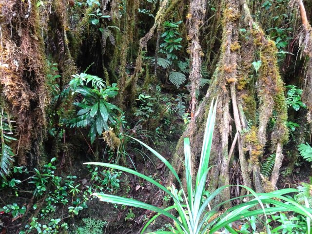 Ne pas manquer les sentiers discrets permettant de quitter les ravines