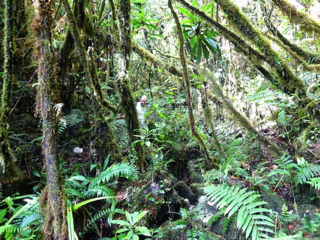 Nouveau fond de ravine envahi d'arbres moussus pour atteindre le Bras de Zayonne