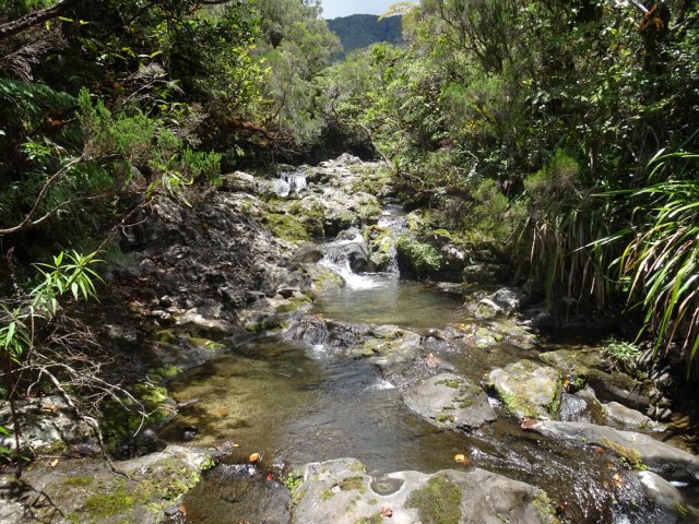 La dernière série de petits bassins avant de couper vers le sentier des Lianes