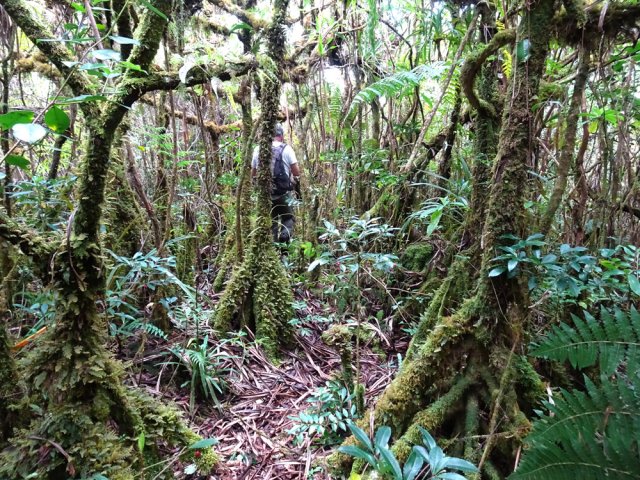 On retrouve les mousses jusqu'au sentier vers l'Eden