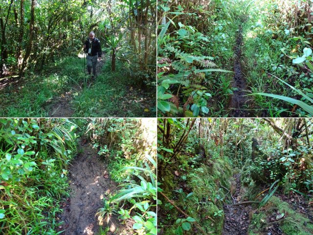 Le sentier vers Bélouve se rétrécit mais ne se perd pas des yeux