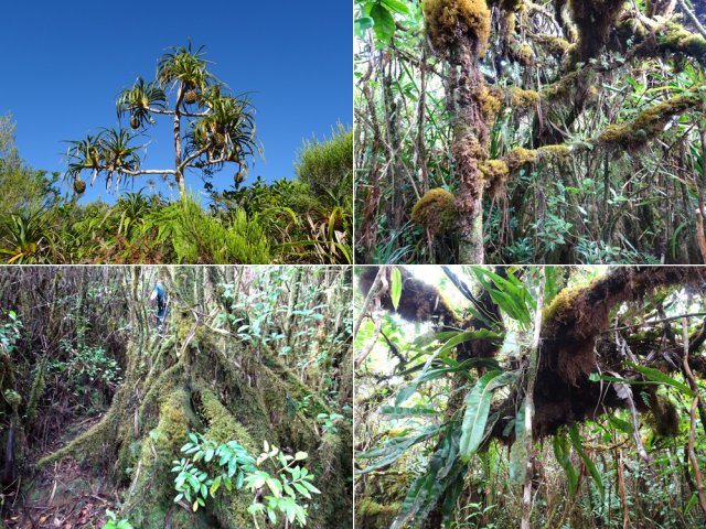 On rencontre des lianes et surtout de la mousse