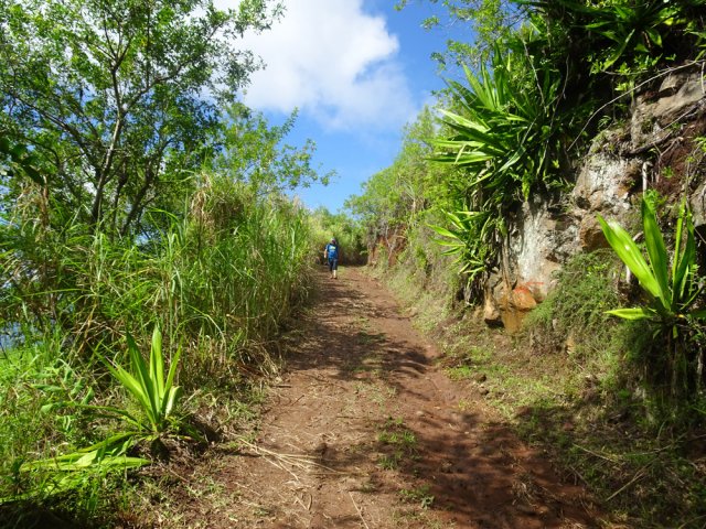 Nouvelle piste dans les cannes à sucre