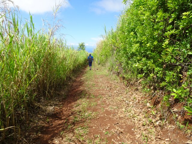 Peu d'ombre dans les cannes à sucre