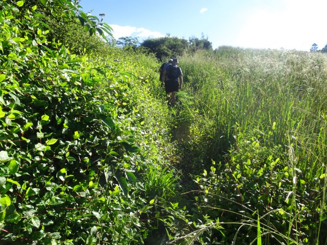Une centaine de mètres de sentier étroit entre renouées du chinois et champ d'ananas abandonné