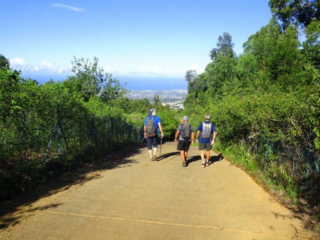Début de la longue descente par la Rue des Bois Blancs le long des champs ..... d'ananas