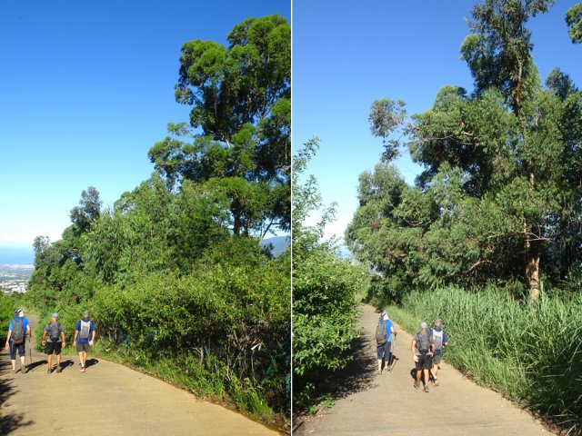 Un plaisir pour les paysages vers l'océan et les immenses eucalyptus
