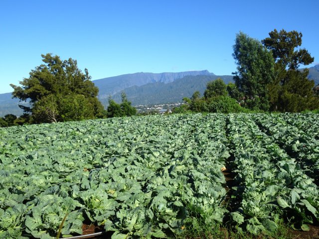 Les nombreuses cultures bordant le Chemin de la Bergerie