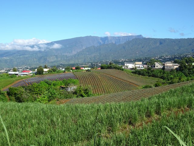 Les sommets entourant le Cirque de Cilaos et toujours les champs d'ananas
