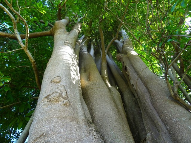 Le plus gros, plus beau et plus haut kapokier de La Réunion, à ne pas manquer