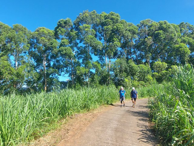 La descente se poursuit le long des champs et eucalyptus