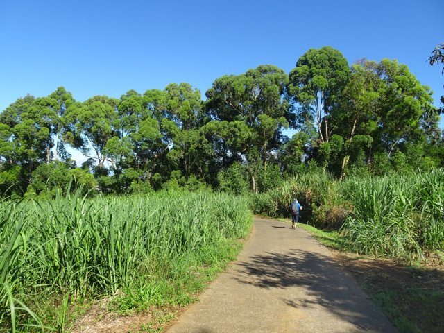 Les derniers eucalyptus en bosquets lors de la descente