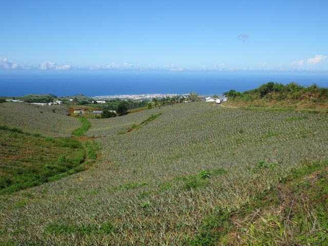 Des cultures d'ananas à perte de vue