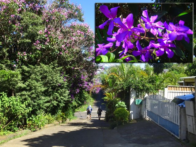 Aussi rare que le kapokier, le Glory tree est impressionnant en période de floraison