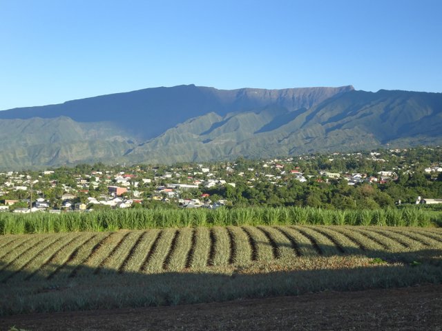 On pénètre très vite dans les premiers champs d'ananas à perte de vue