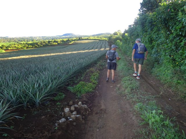 L'ananas représente la première production du village