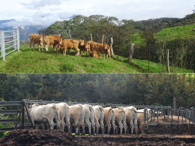 Qu'ils regardent ou tournent le dos au randonneur, il y a des bovins partout