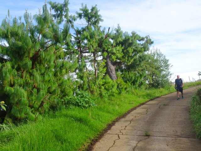 Quelques pins étalés pour changer des tamarins