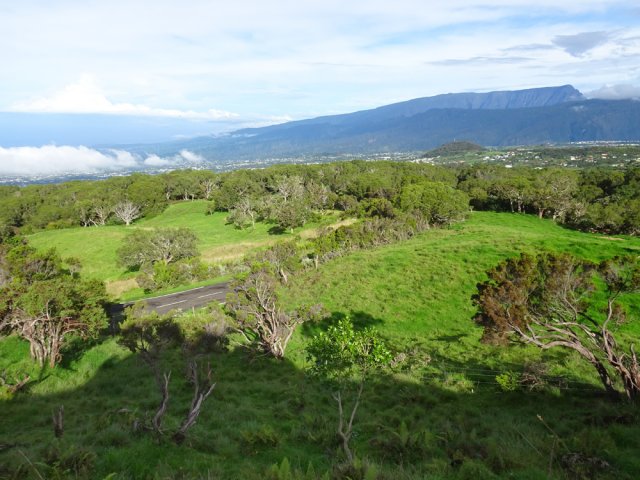 Cette magnifique route circule en virages entre les bois de tamarins des Hauts